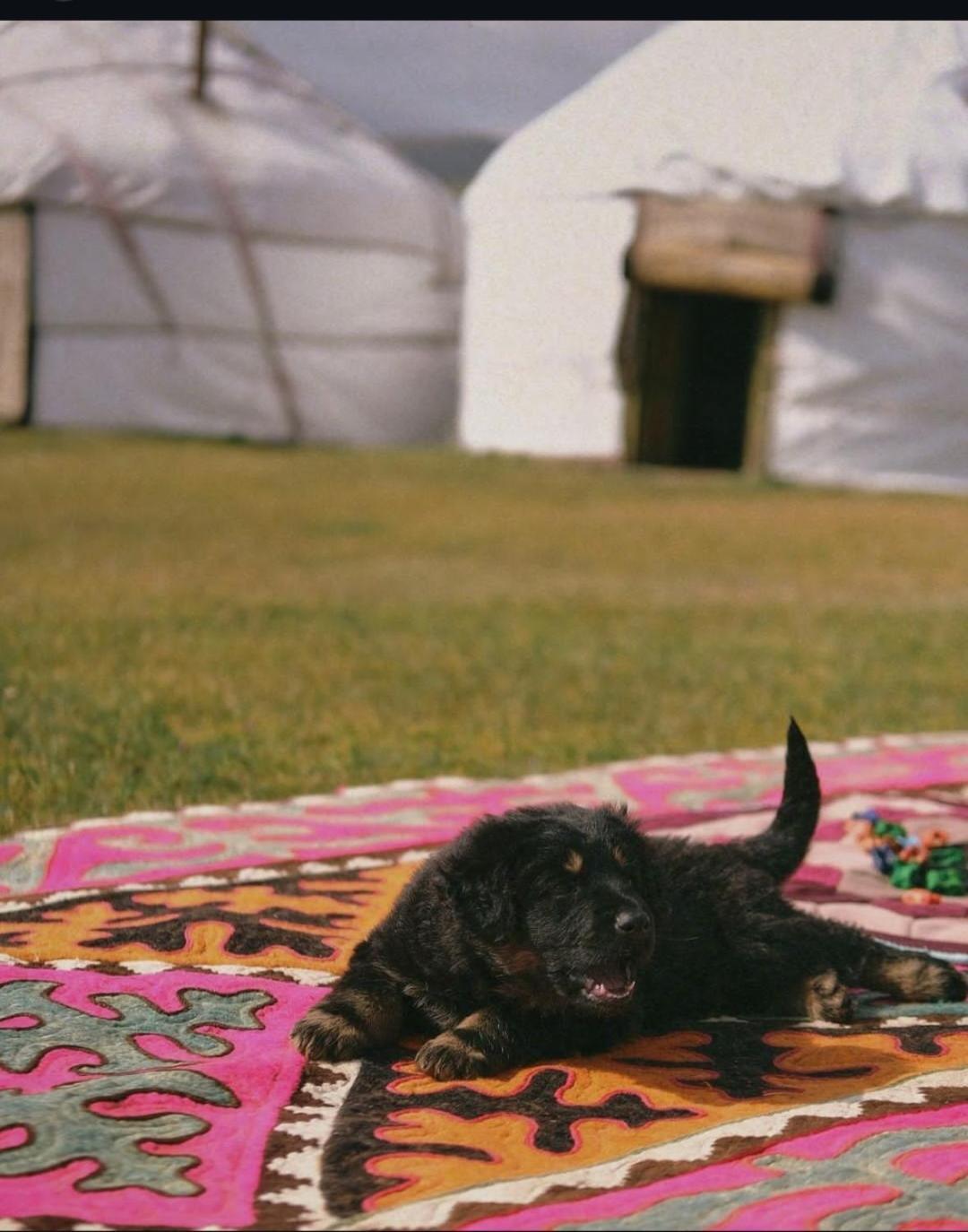 Готель Zalkar Yurt Camp Song-Kul Екстер'єр фото